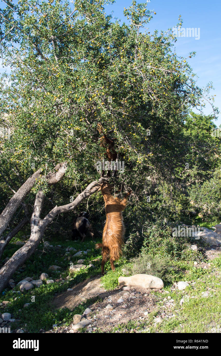 Goat reaching into a tree trying to get up, vertical Stock Photo