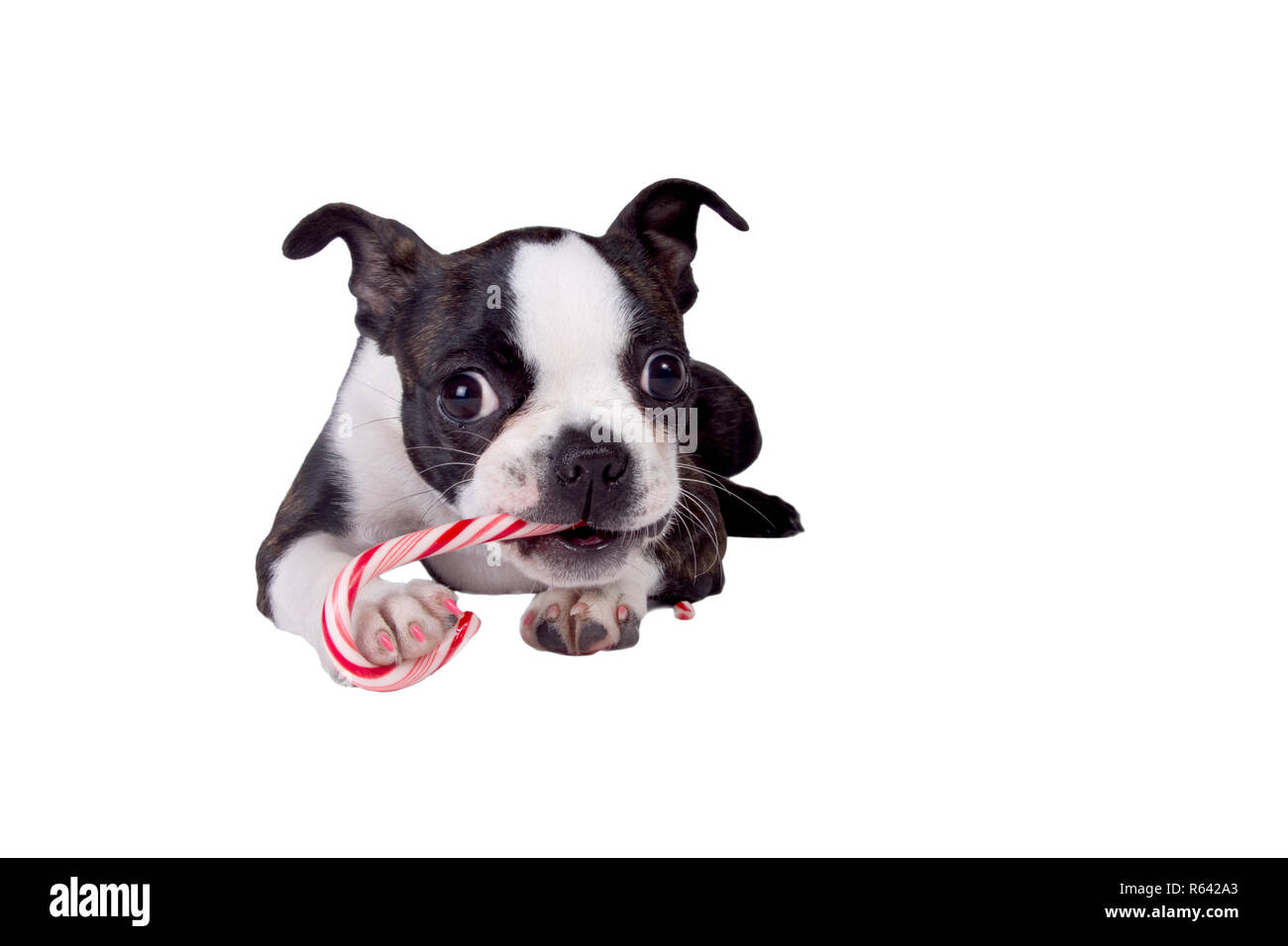 Dog eating candy cane hires stock photography and images Alamy
