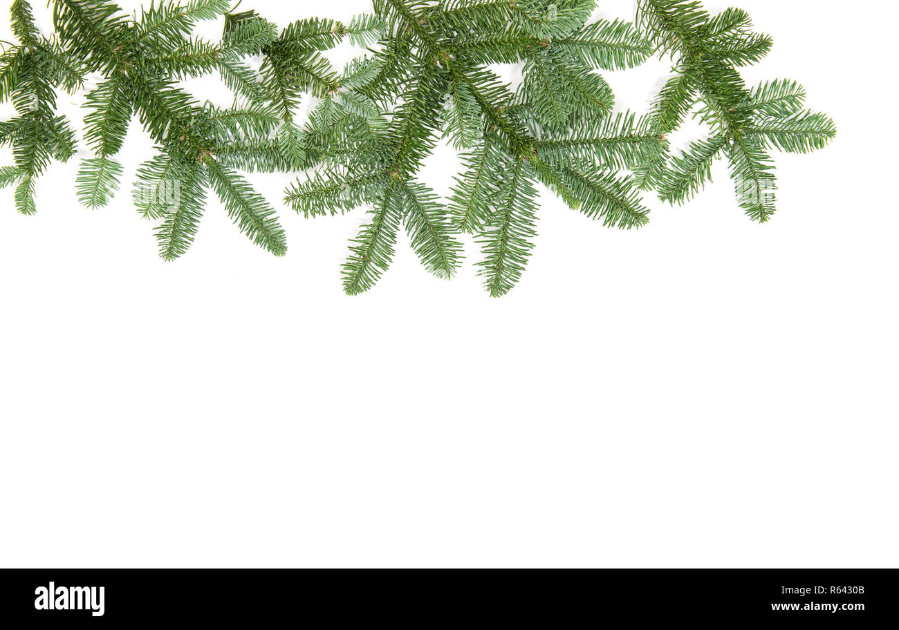 Christmas tree branches isolated on white background. Pine fir Stock ...