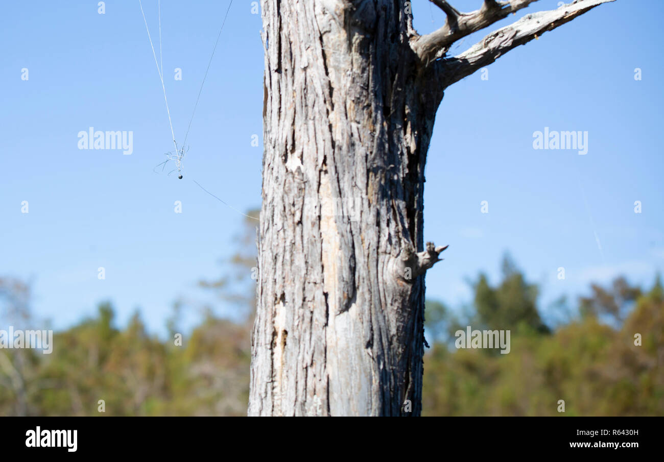 Fishing weight and line stuck in a tree Stock Photo Alamy