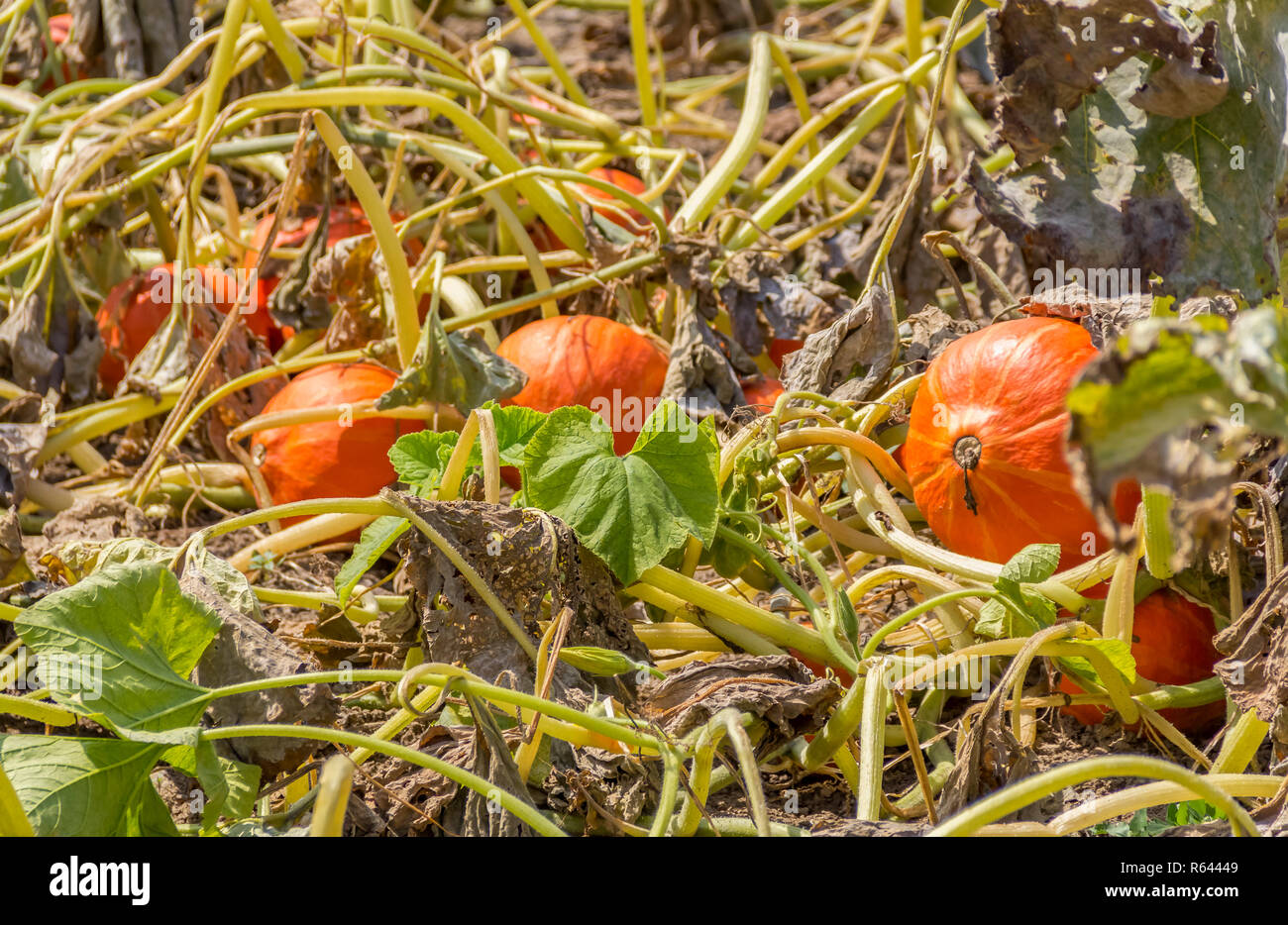 red kuri squashes Stock Photo - Alamy