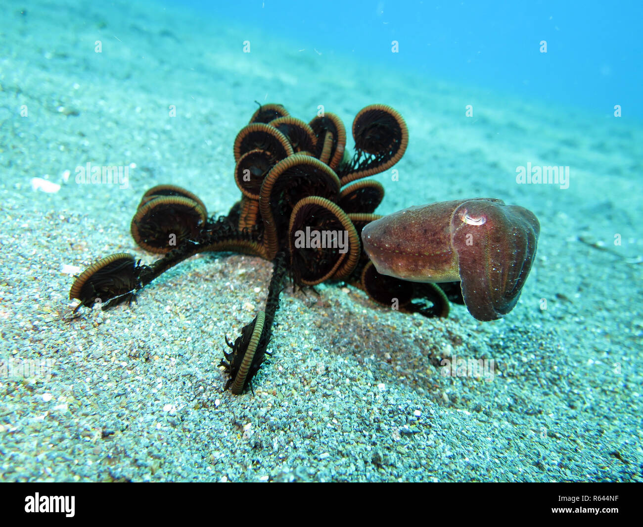 common squid (sepia officinalis) and hair star,pintuyan,panaon island,southern leyte,philippines Stock Photo
