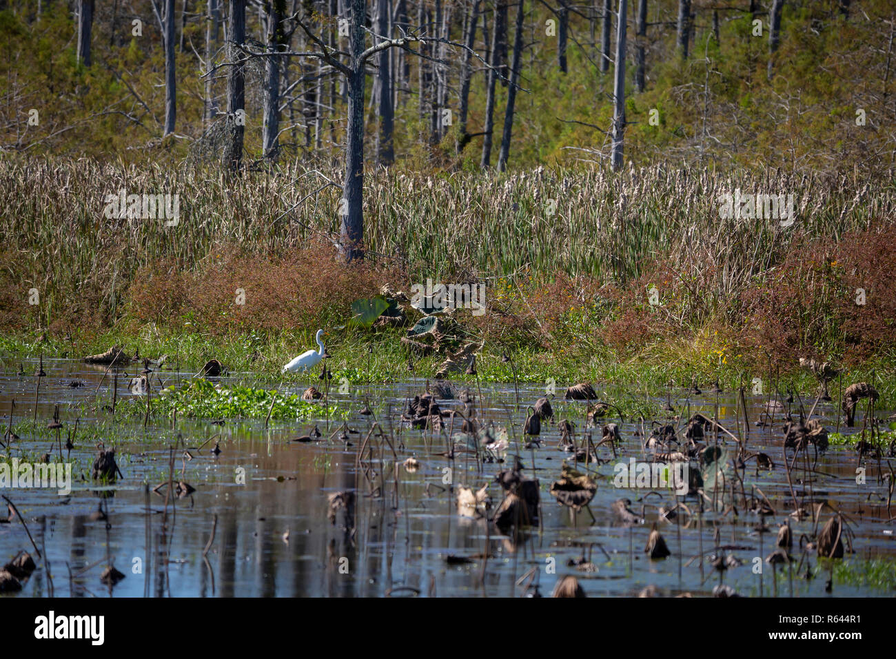 Louisiana swamp bird hi-res stock photography and images - Alamy