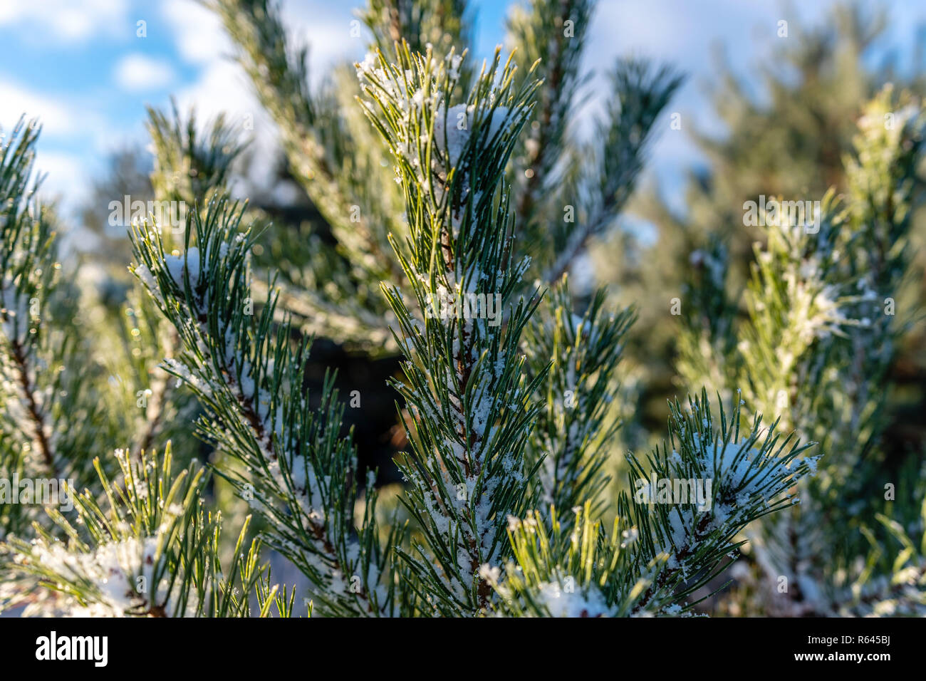 Fir branch snowfall hi-res stock photography and images - Alamy
