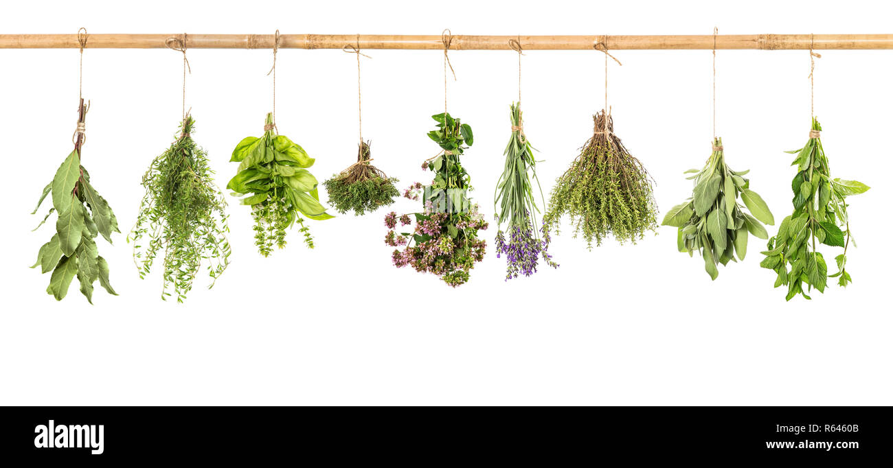 Fresh herbs hanging isolated on white background. Bundle of basil, sage, thyme, mint, bay laurel, marjoram, lavender Stock Photo