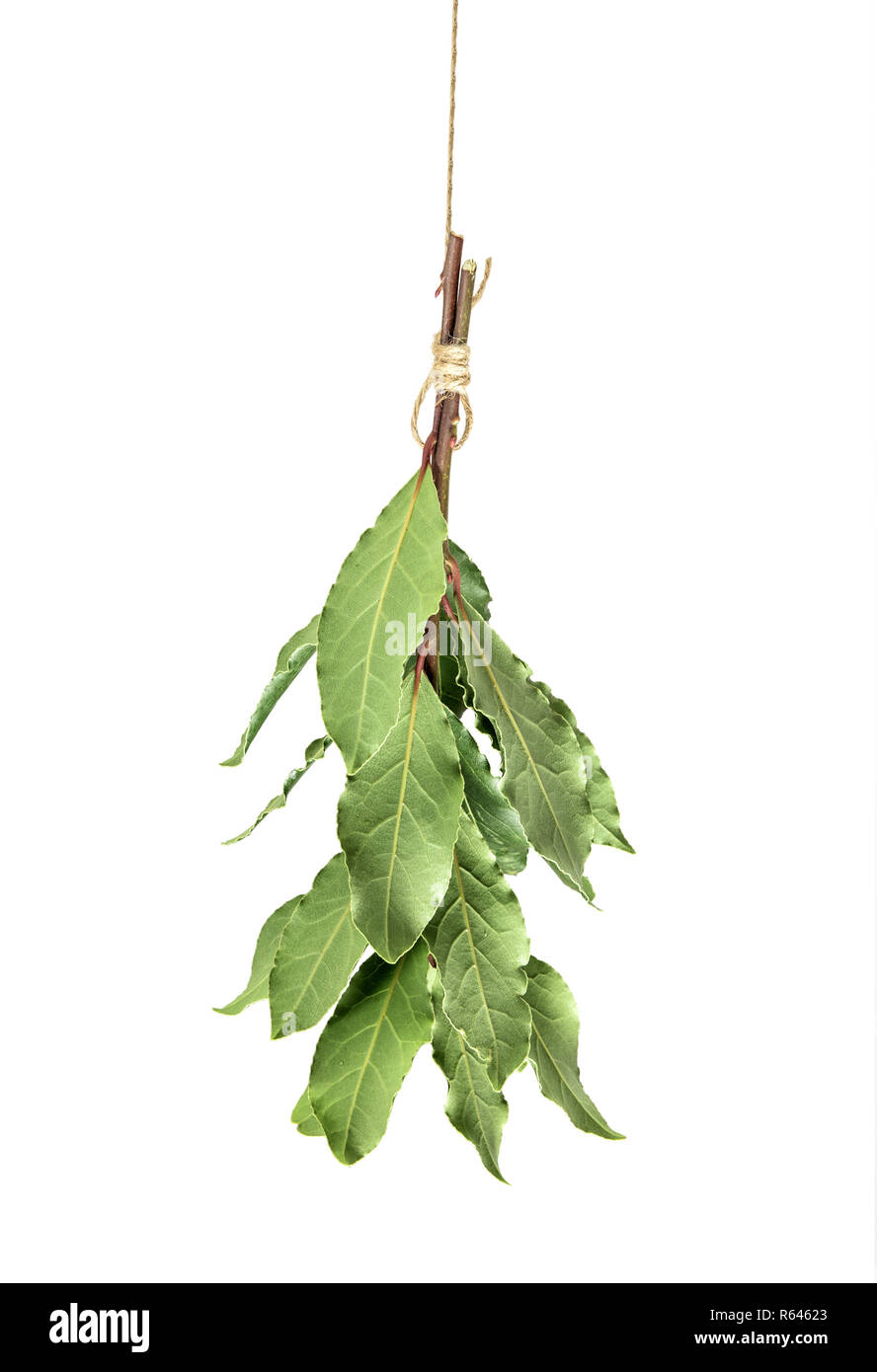 Hanging leaves hi-res stock photography and images - Alamy
