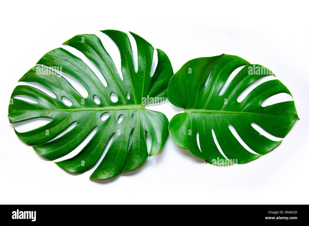 Monstera leaves leaves with Isolate on white background Leaves on white Stock Photo