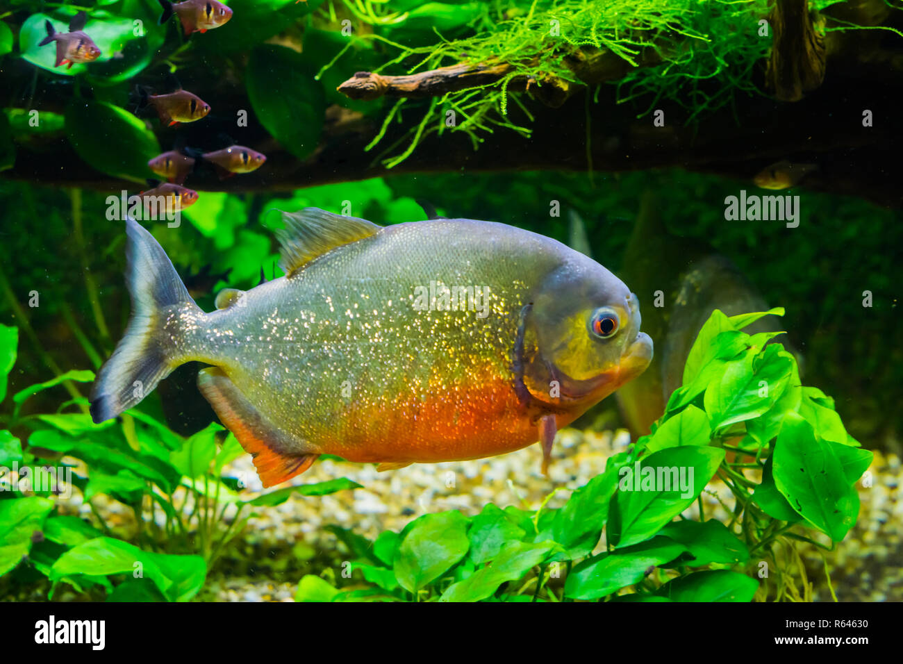 beautiful red bellied piranha with glittery scales swimming in the