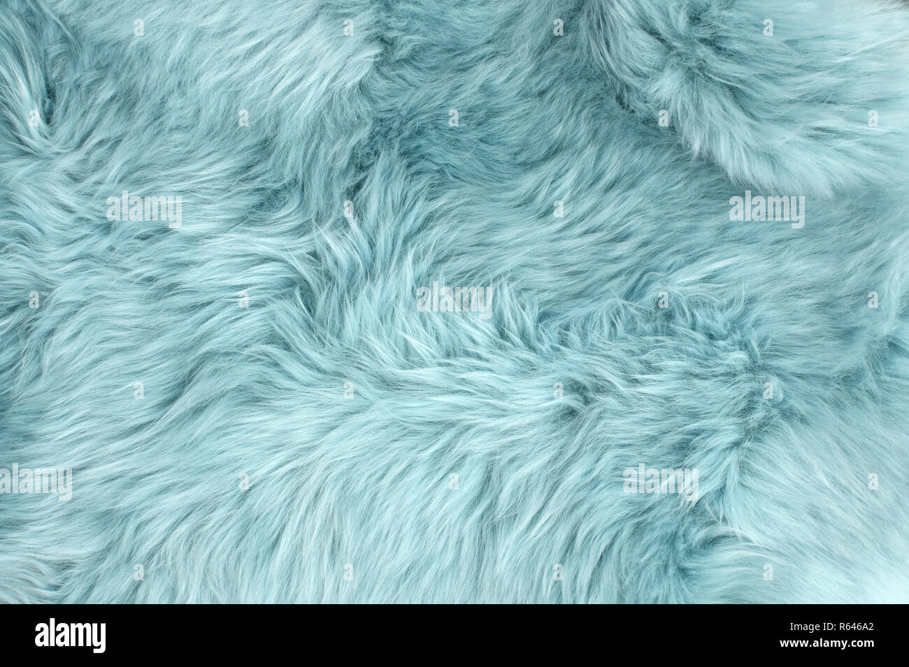 Blue sheep fur. Natural sheepskin rug background. Wool texture Stock Photo