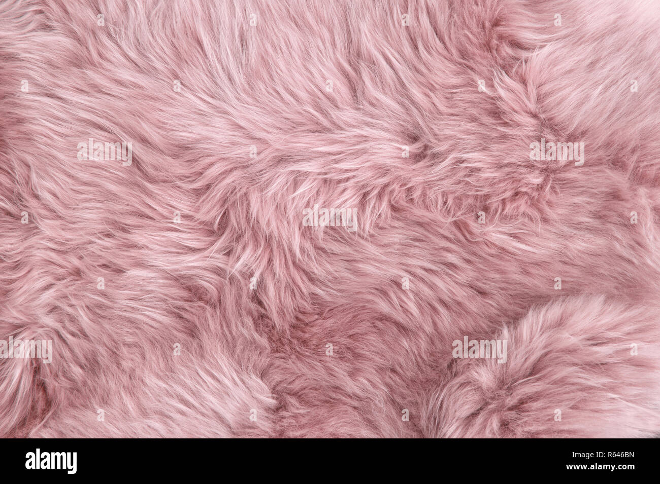 Pink sheep fur. Natural sheepskin rug background texture Stock Photo
