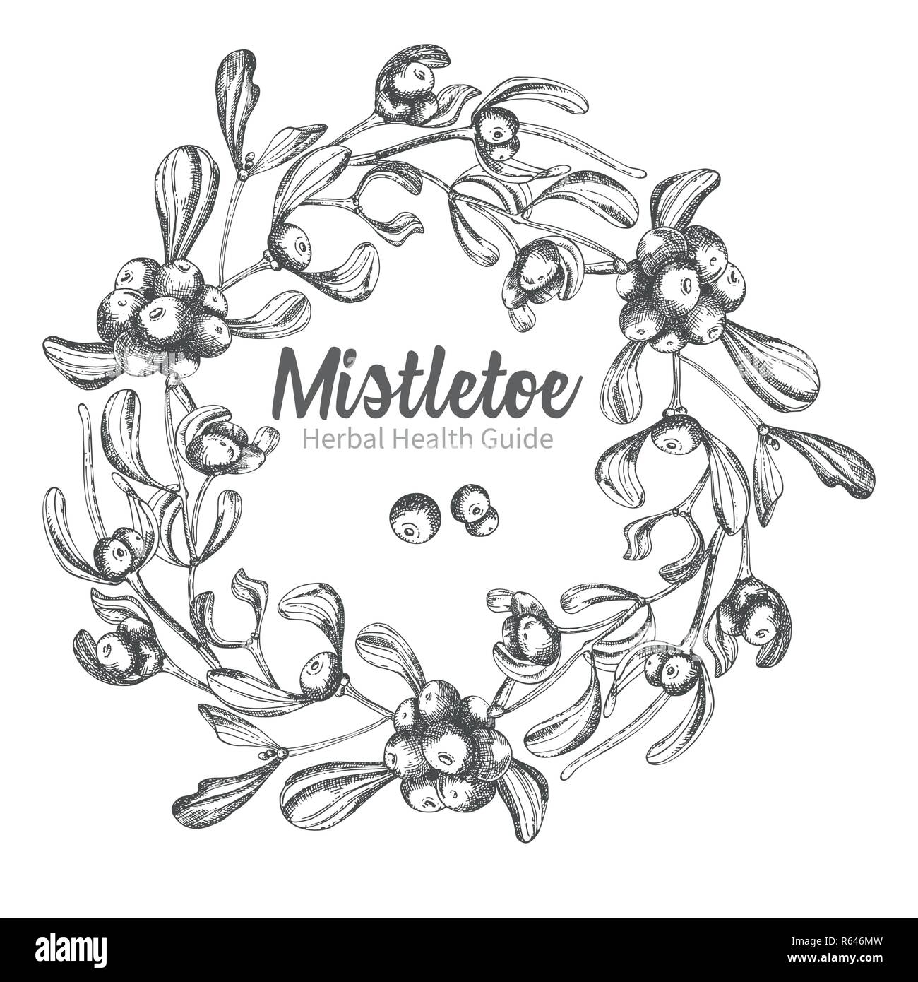 Christmas Mistletoe Branch Drawing Stock Vector  Illustration of holiday  card 17306348