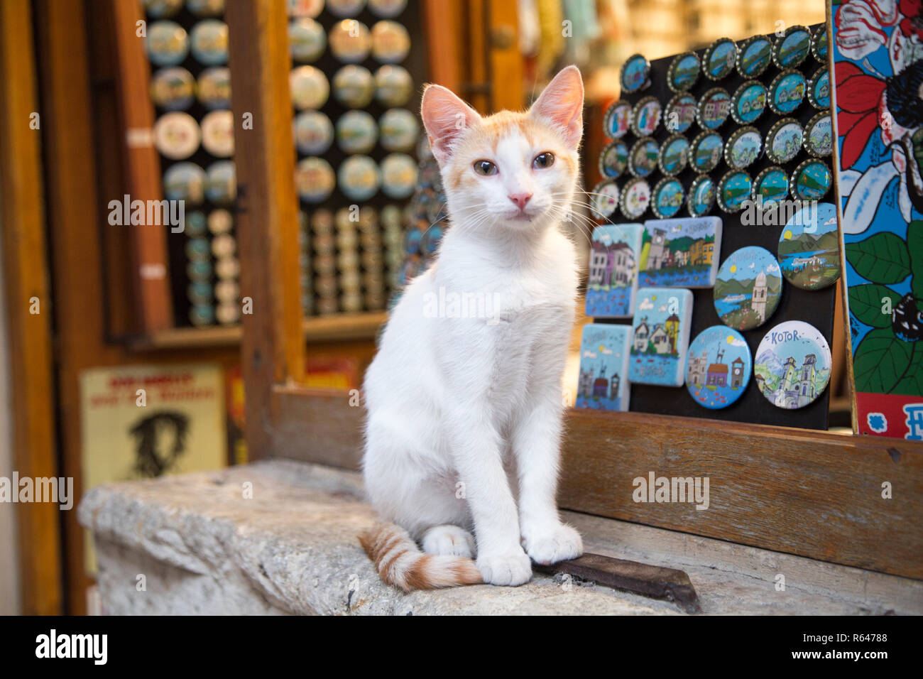 Cute cat Stock Photo