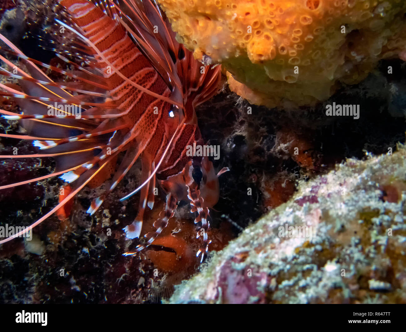 A Clearfin Lionfish (Pterois radiata) in the Indian Ocean Stock Photo