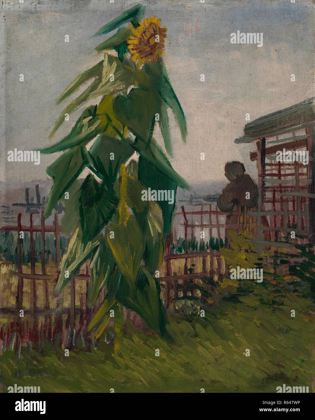 Allotment With Sunflower Date July 17 Paris Dimensions 43 2 Cm X 36 2 Cm Museum Van Gogh Museum Amsterdam Author Van Gogh Vincent Vincent Van Gogh Stock Photo Alamy