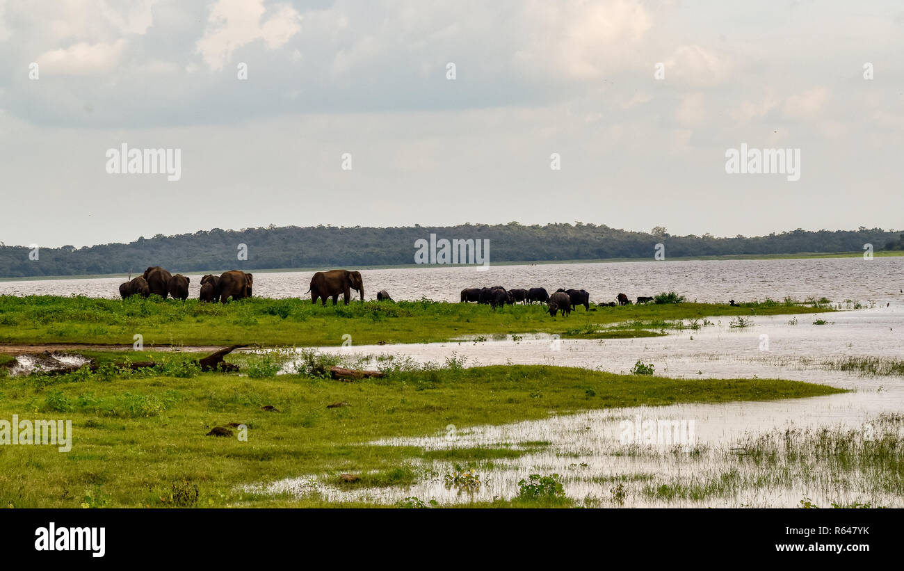 Elefanten im Udawalawe Nationalpark auf Sri Lanka Stock Photo