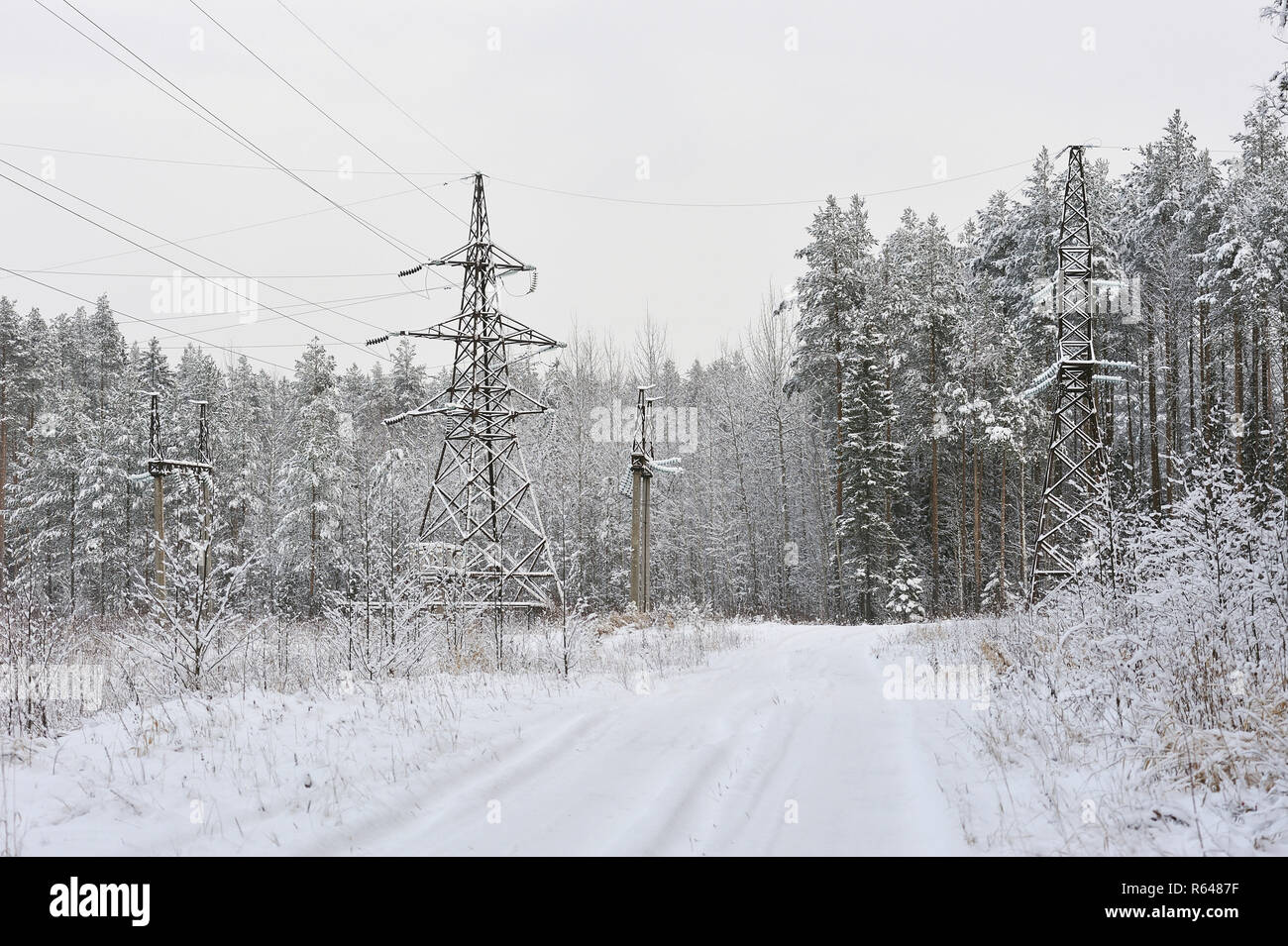 High-voltage line in the forest in one of the frosty days Stock Photo ...