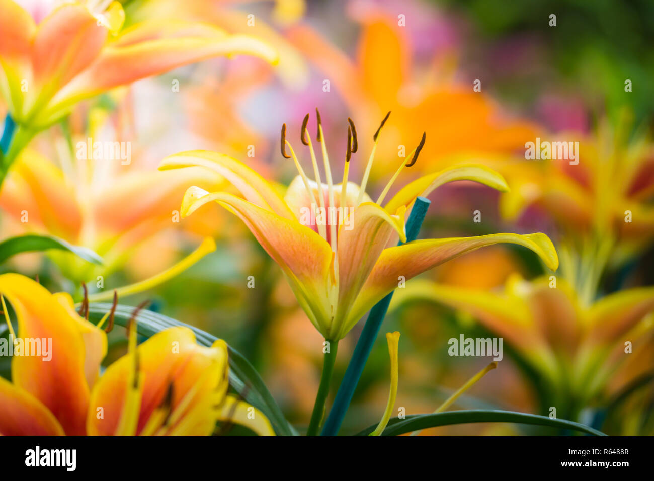 The background image of the colorful flowers Stock Photo - Alamy