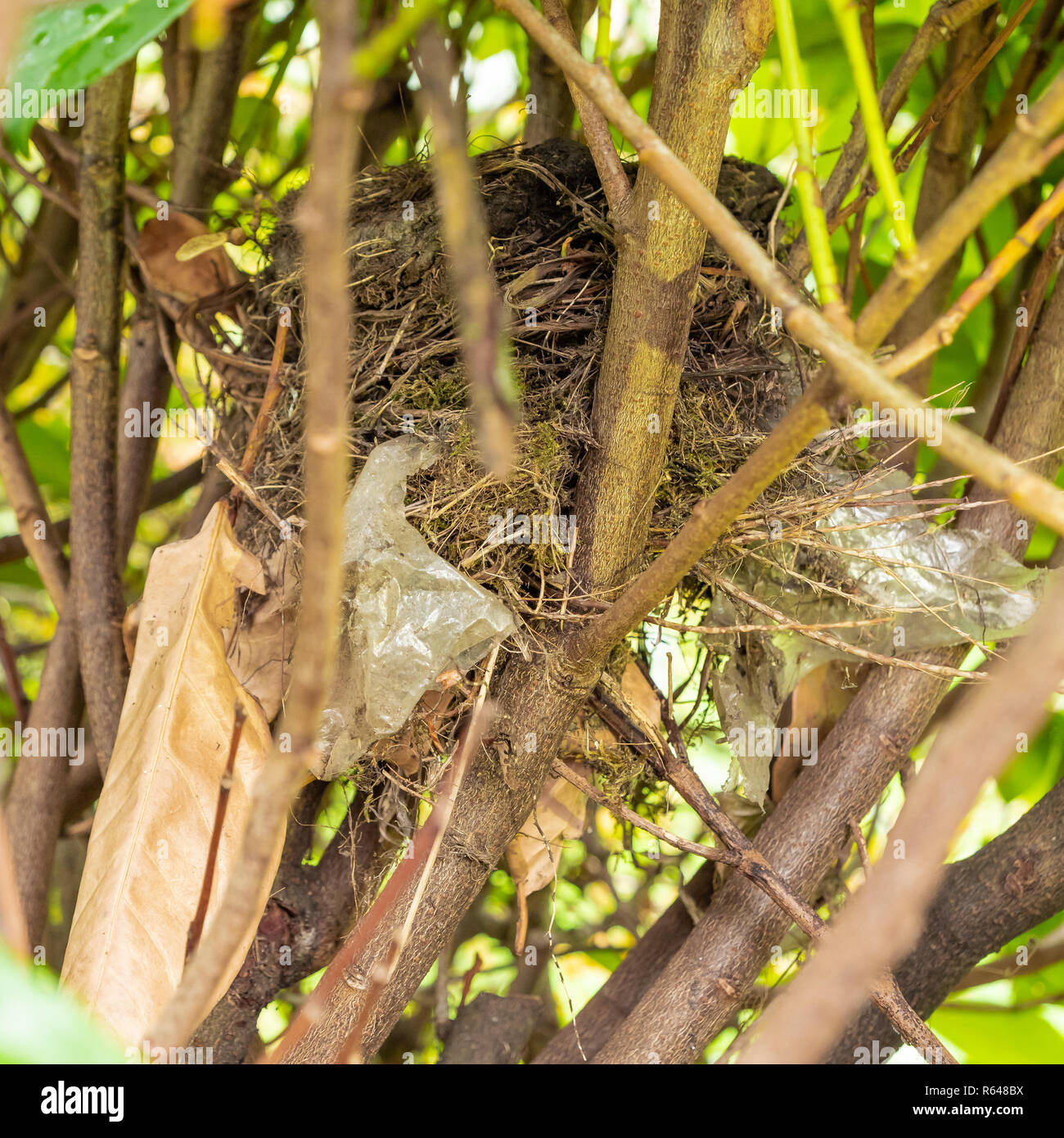 Wild bird nest with plastic used to line part of the nest Stock Photo