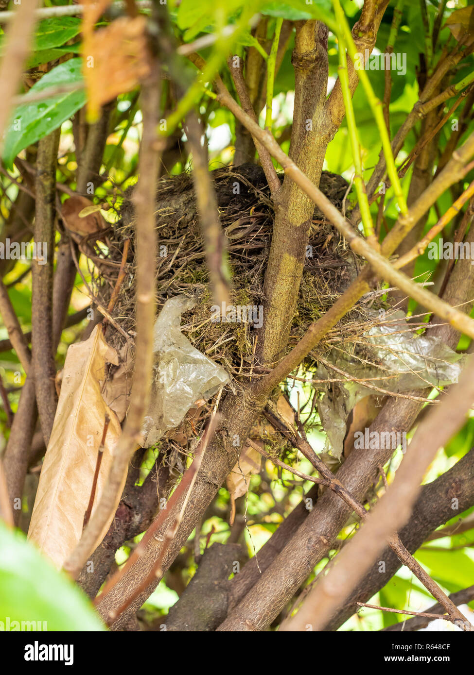 Wild bird nest with plastic used to line part of the nest Stock Photo