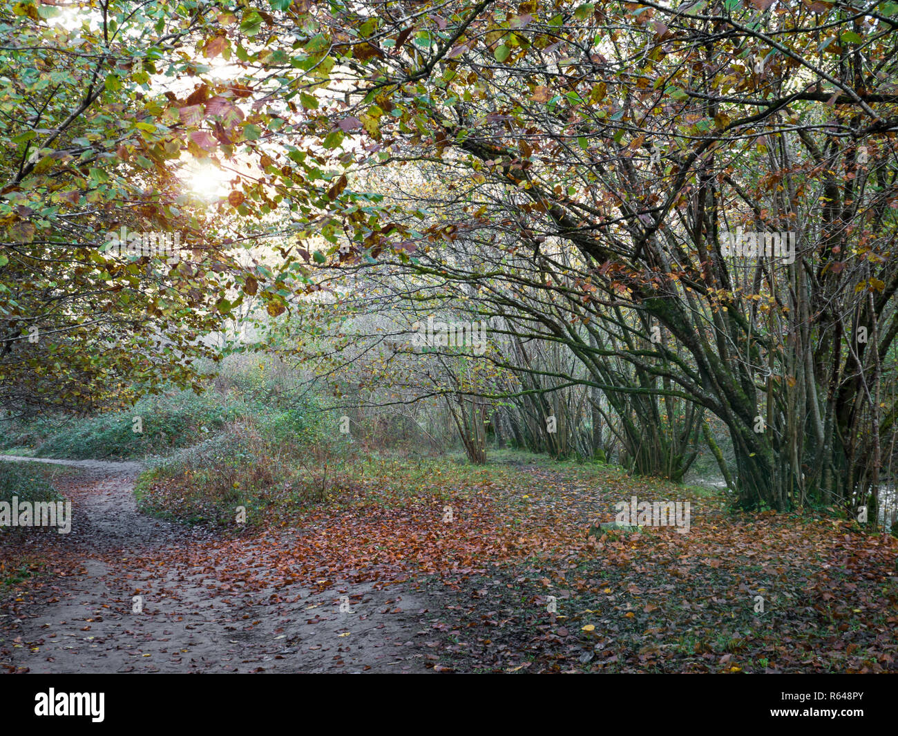 Path covered with the fallen leaves in the autumn forest Stock Photo