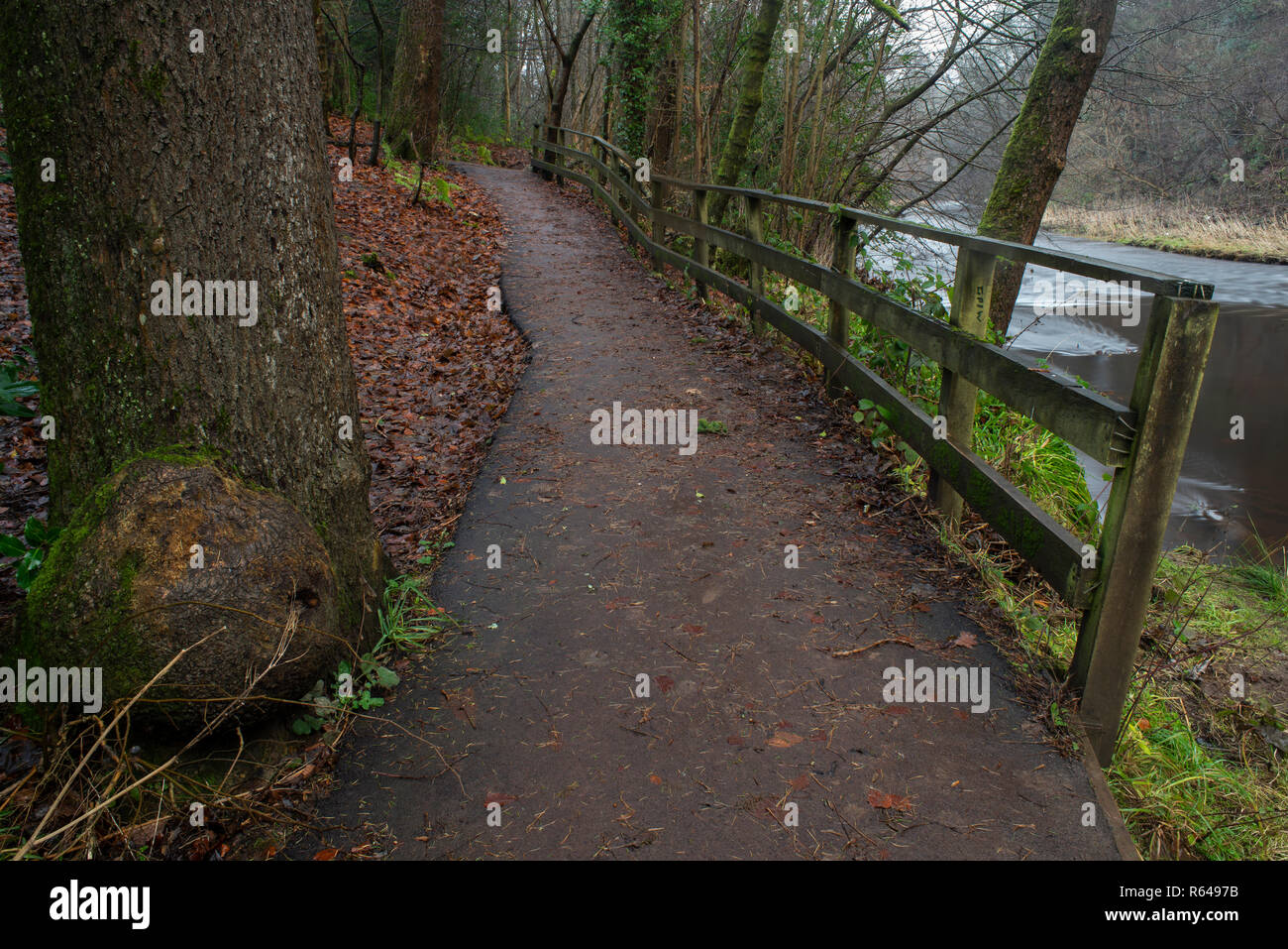 Linn Park Woodland, Glasgow, Scotland Stock Photo Alamy