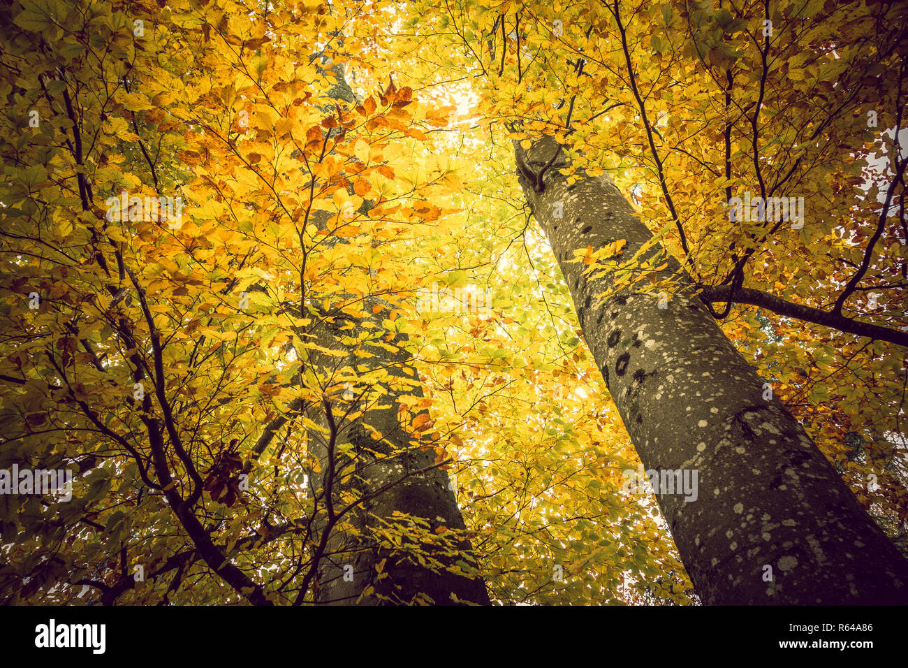Fall Gelb High Resolution Stock Photography and Images - Alamy