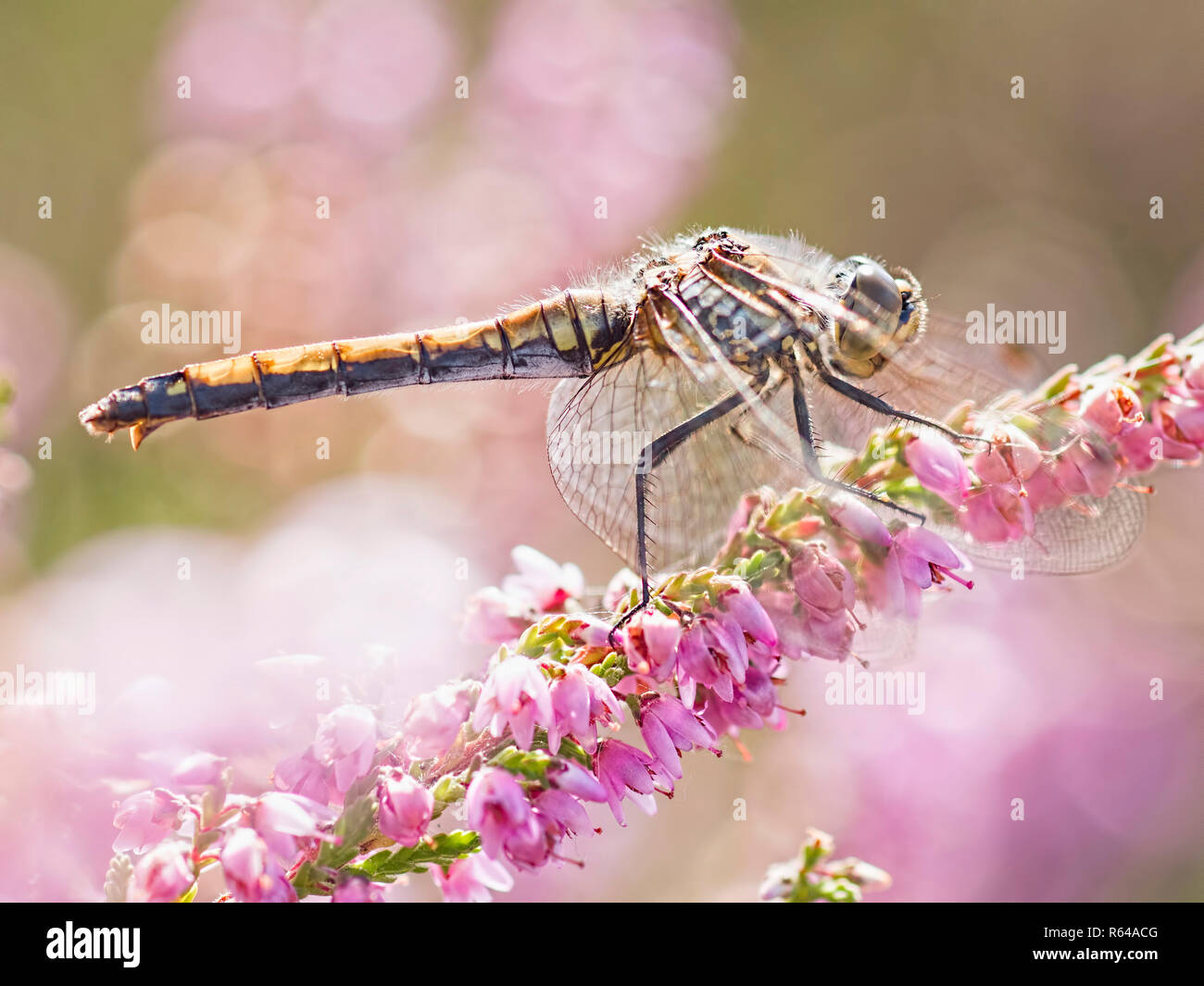 Black darter surrounded by pink flowering heather Stock Photo