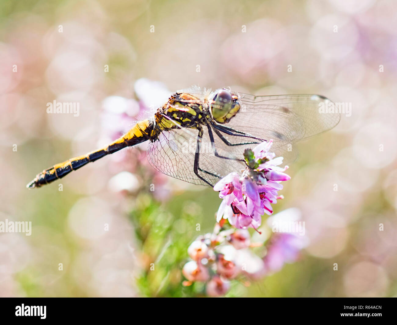 A Black Darter dragongly illuminated by the sunshine and the pink flowering heather Stock Photo