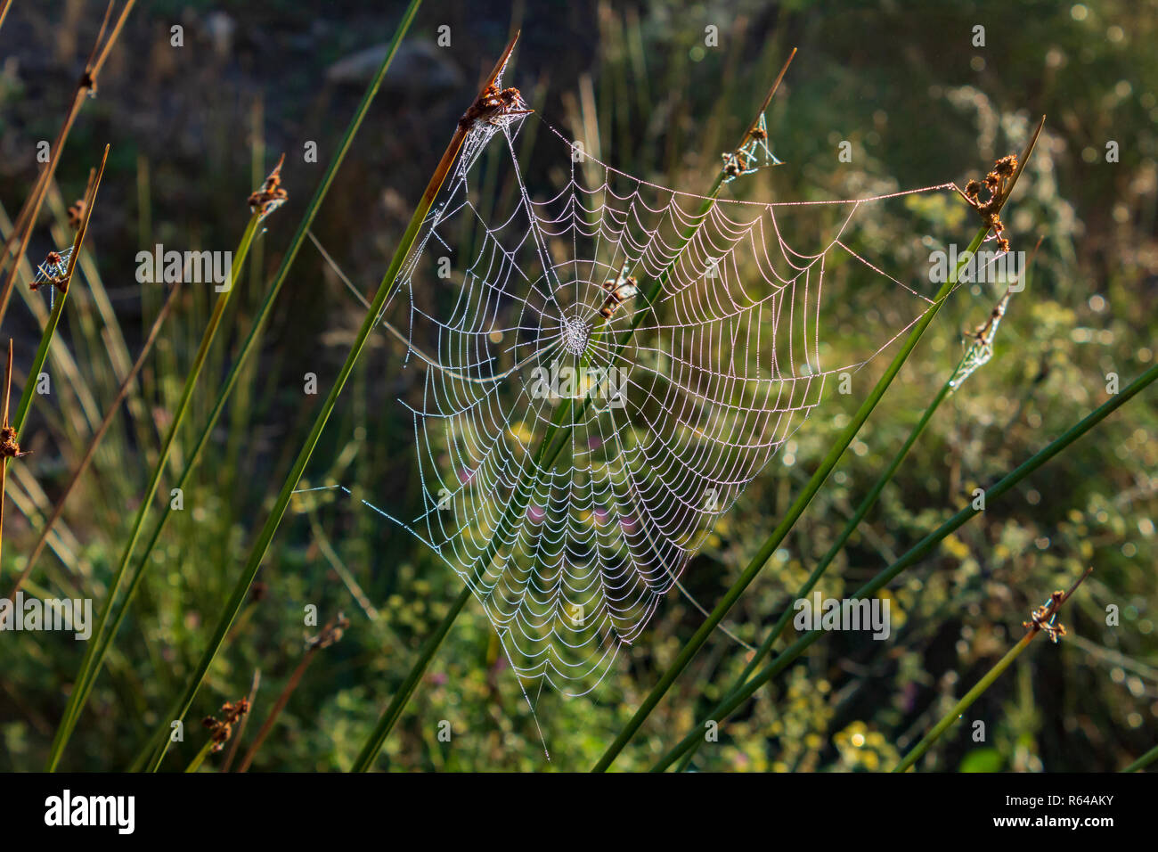 Spiders Web in Early Morning Dew Stock Photo