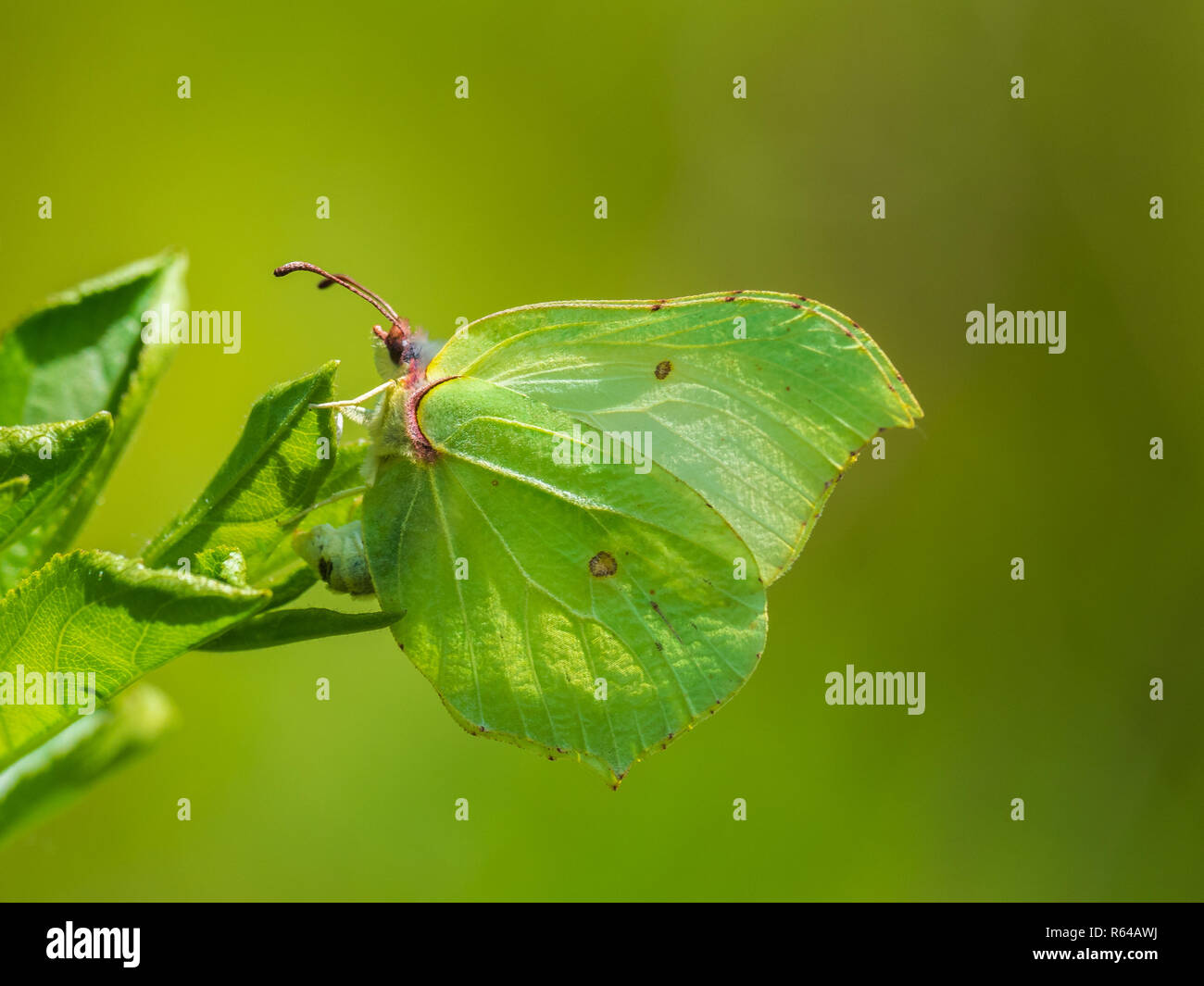 Butterfly laying egg hires stock photography and images Alamy