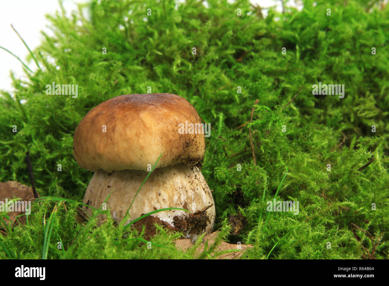 boletus (boletus edulis Stock Photo Alamy