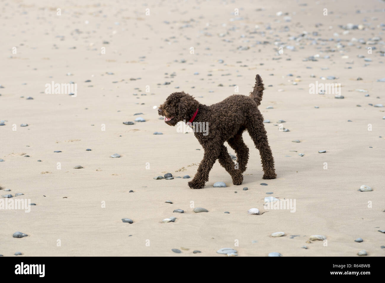 are labradoodles healthy