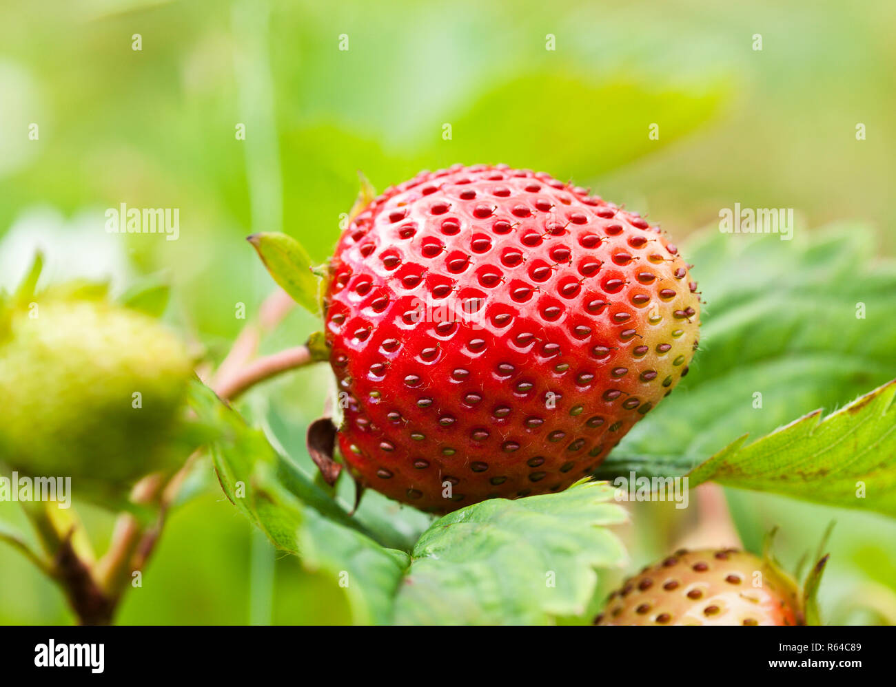 Closeup of ripe strawberry fruit on a plant Stock Photo - Alamy