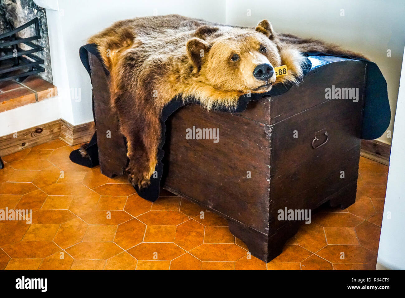 Bear Head and Fur Hide on Treasure Chest and Red Floor Tiles Stock Photo