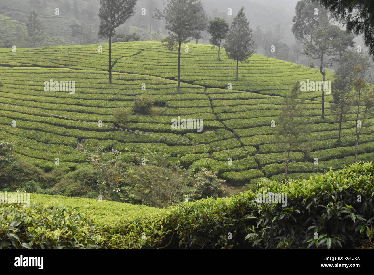 Tea Gardens in India Stock Photo - Alamy