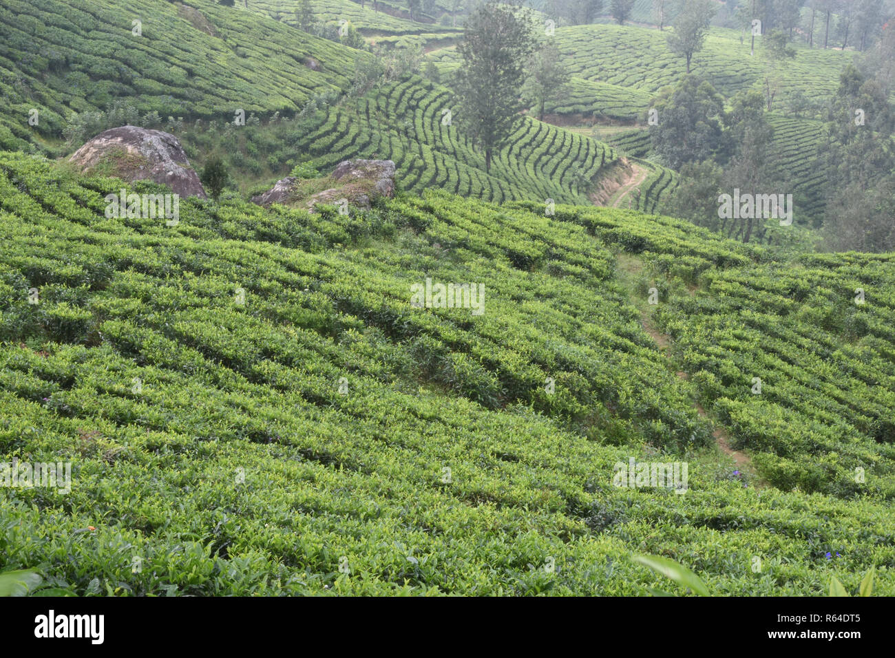 Tea Gardens in India Stock Photo - Alamy