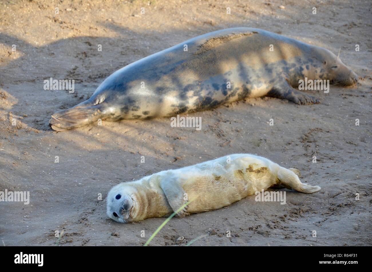 Mother and newborn baby pup grey seals, seal colony, Donna Nook