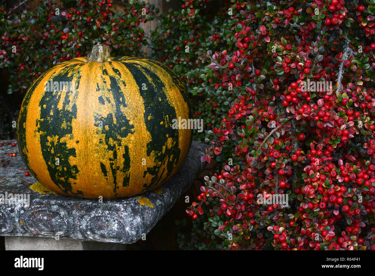 Green and orange striped pumpkin with bright red berries Stock Photo