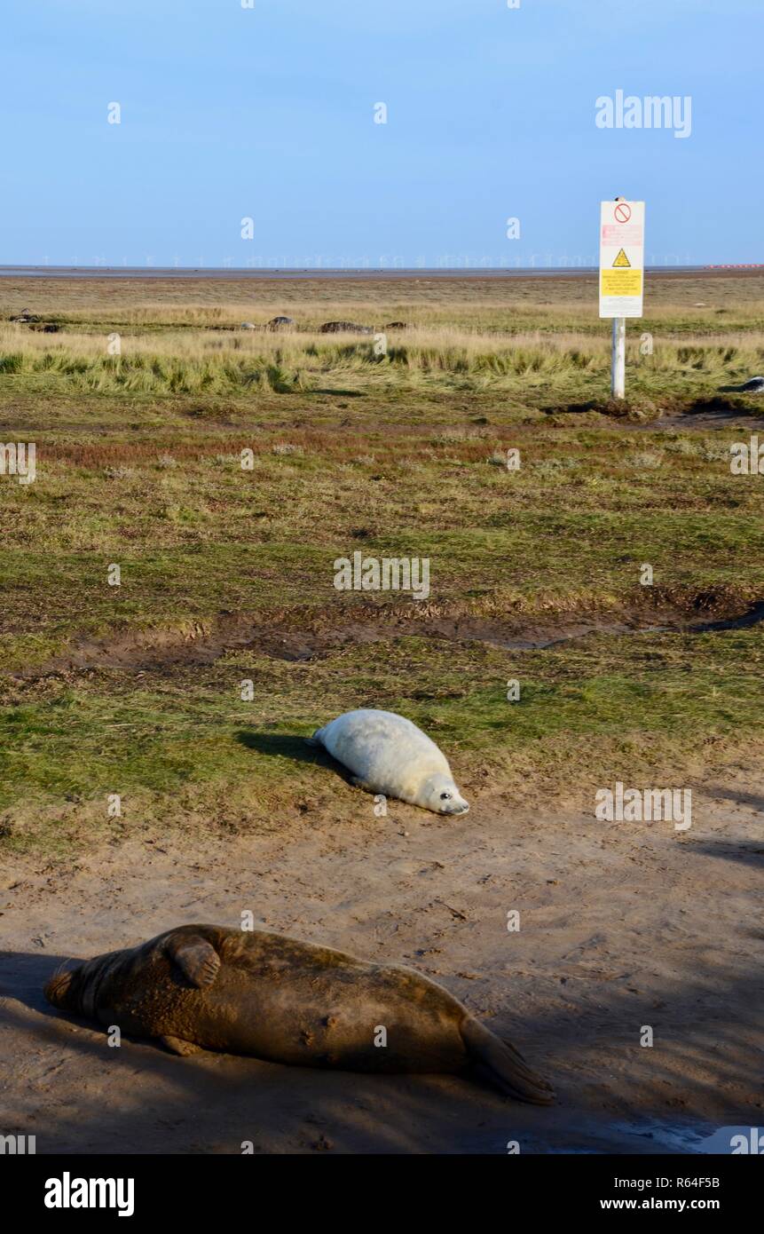 Grey Seal colony, RAF bombing range warning board in background, Donna Nook, Lincolnshire, England, UK. Stock Photo