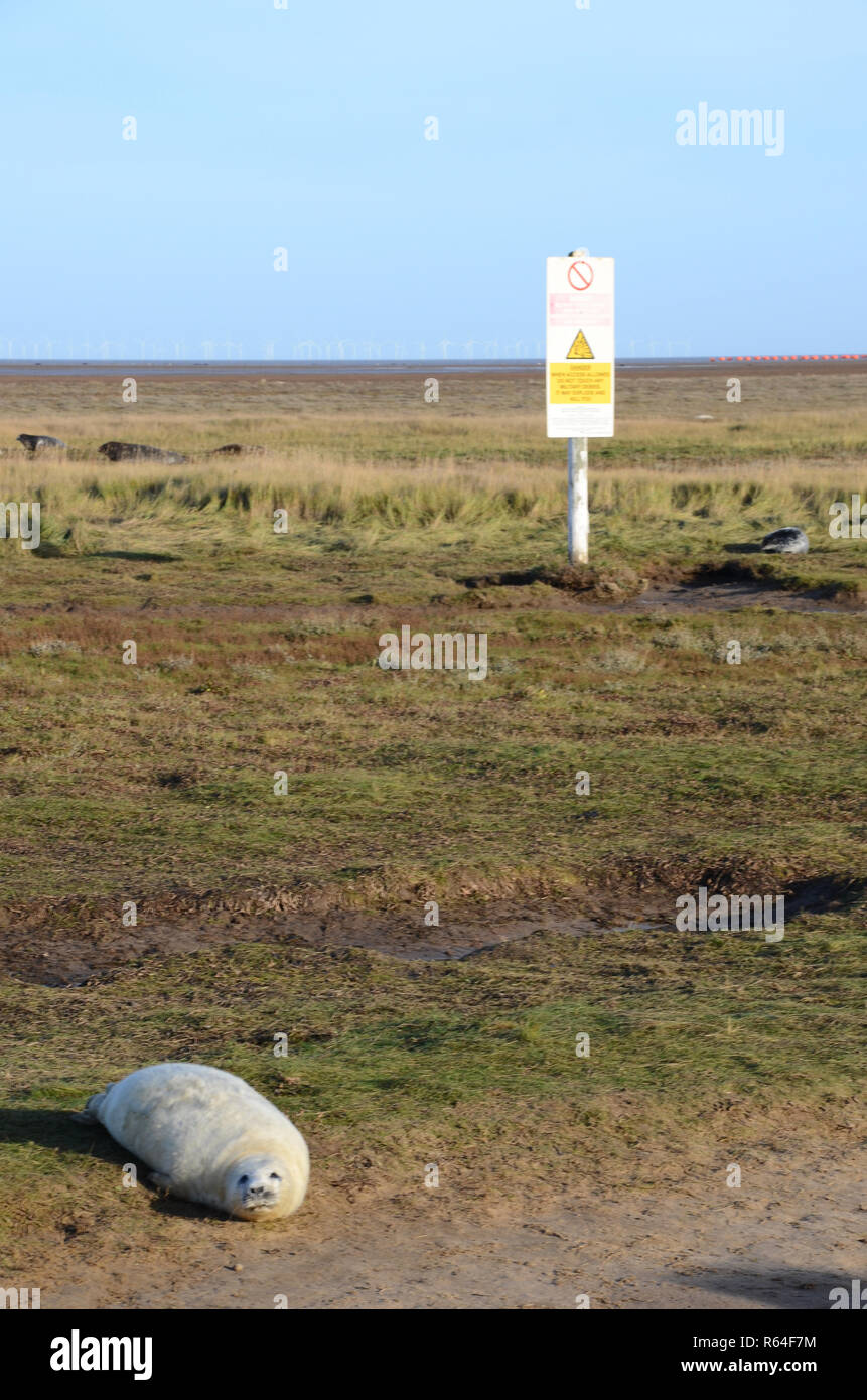 Grey Seal colony, RAF bombing range warning board in background, Donna Nook, Lincolnshire, England, UK. Stock Photo