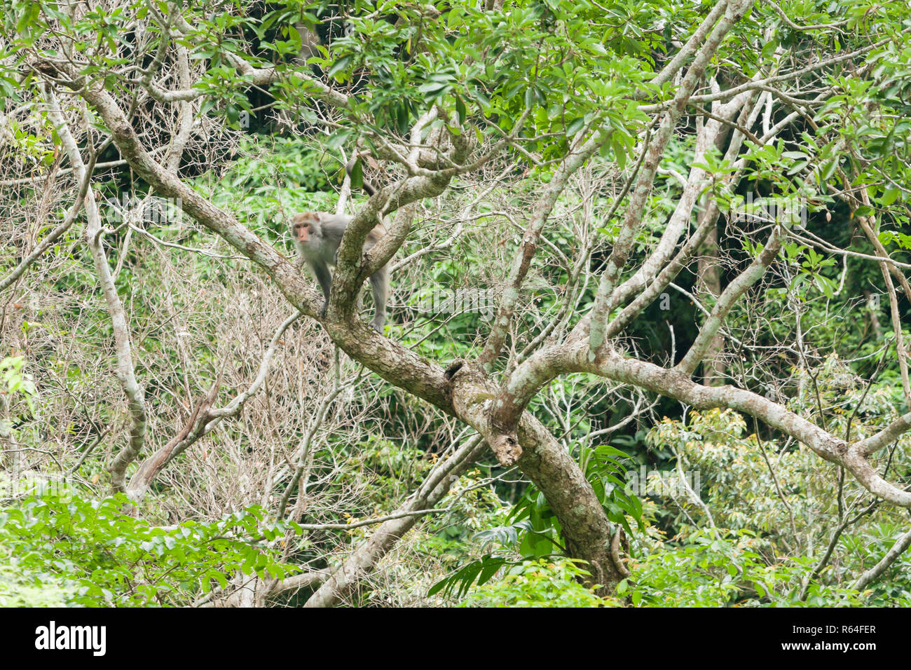 Formosan rock macaque (Macaca cyclopis), a.k.a. Formosan rock monkey, or Taiwanese macaque, Taroko National Park, Hualien, Taiwan. Endemic to Taiwan Stock Photo