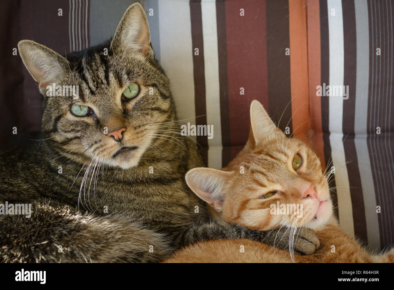 Two cats hugging hi-res stock photography and images - Alamy