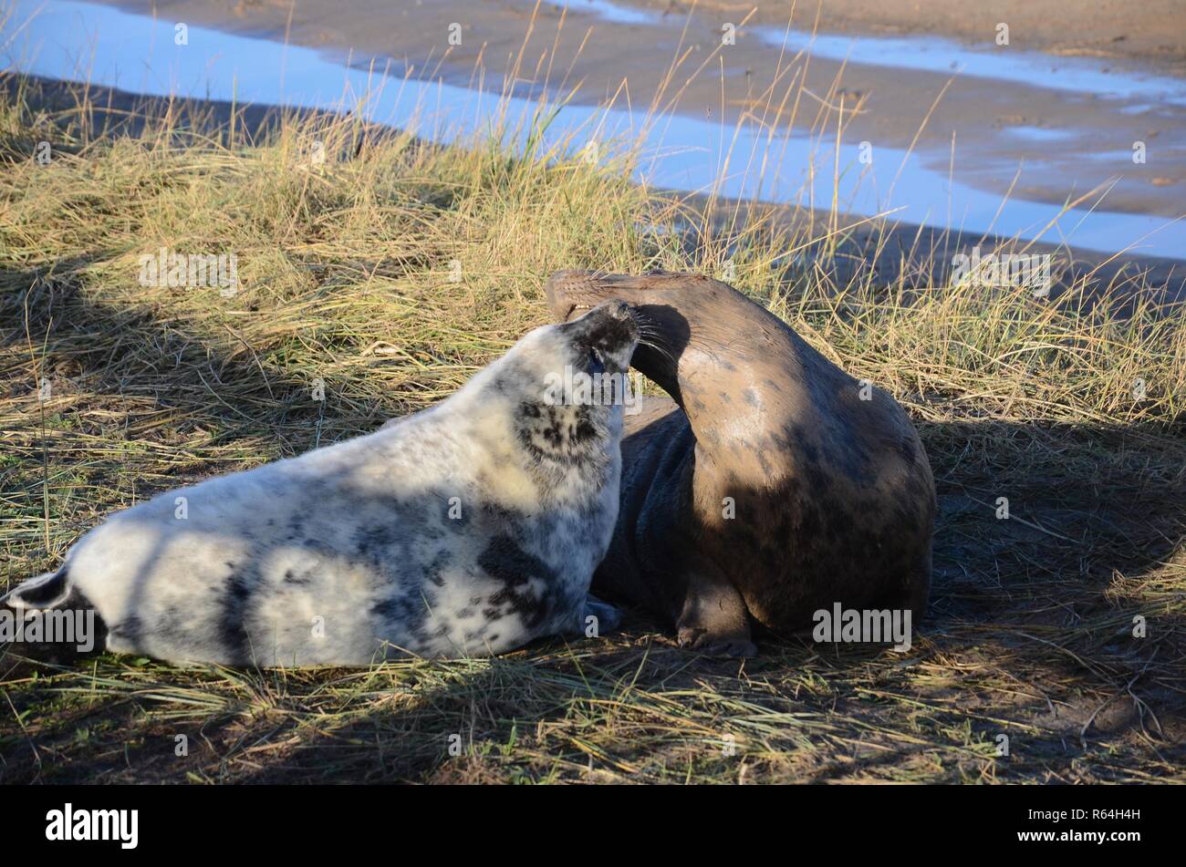 Mother and newborn baby pup grey seals, seal colony, Donna Nook