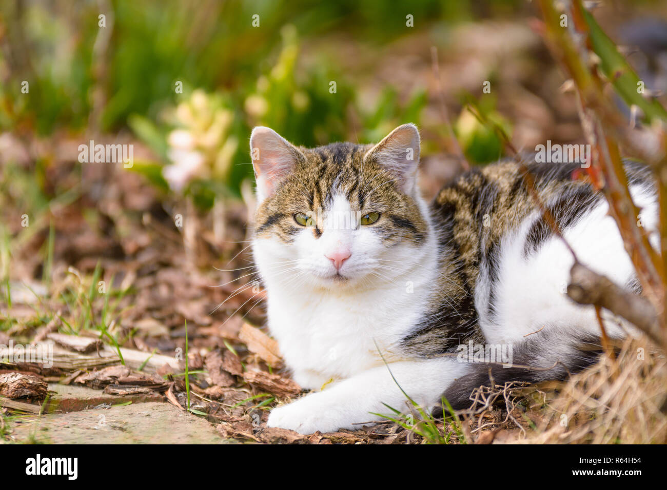Eine Katze liegt entspannt im Garten unter Bäumen Stock Photo
