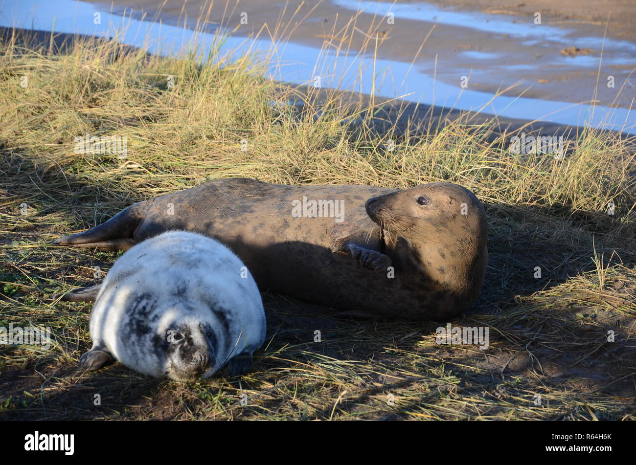 Mother and newborn baby pup grey seals, seal colony, Donna Nook