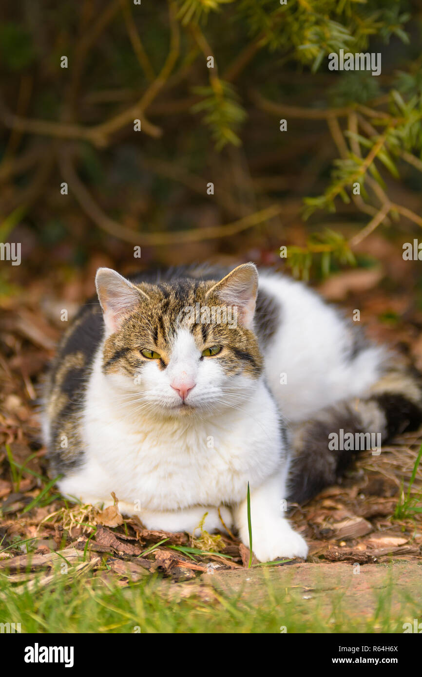 Eine Katze liegt entspannt im Garten unter Bäumen Stock Photo