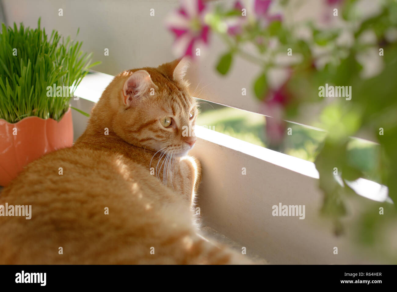 An orange cat enjoys the sun in summer on a secure balcony Stock Photo ...