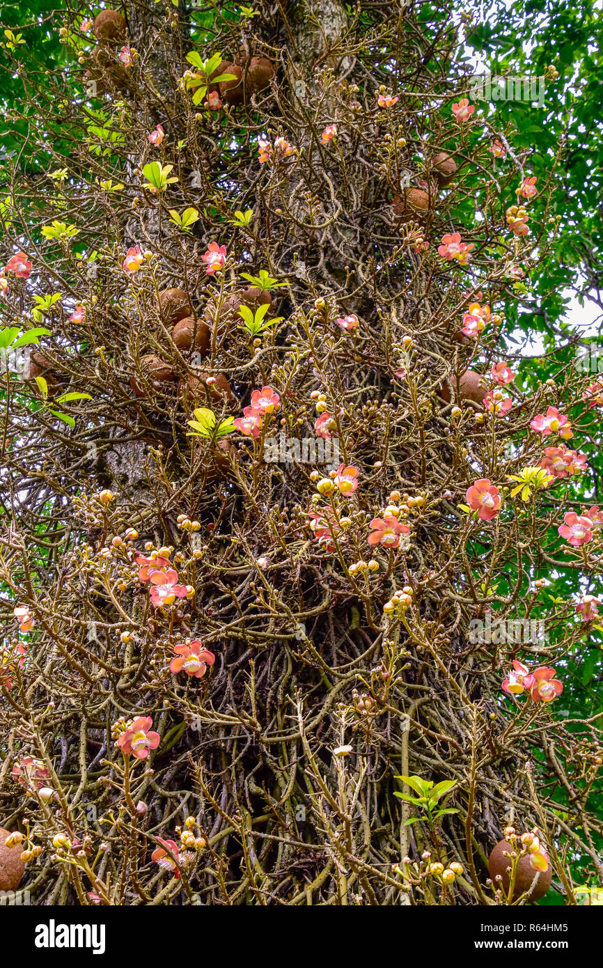 Kanonenkugelbaum mit schöner Blüte an dem Stamm Stock Photo Alamy