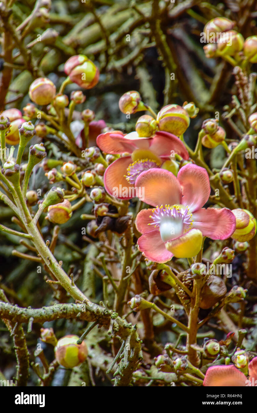 Kanonenkugelbaum mit schöner Blüte an dem Stamm Stock Photo