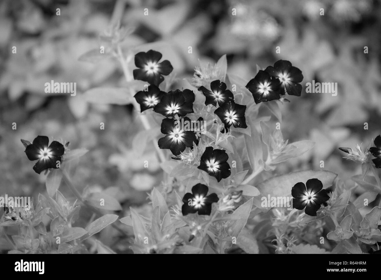 Black and white flower from garden Stock Photo Alamy